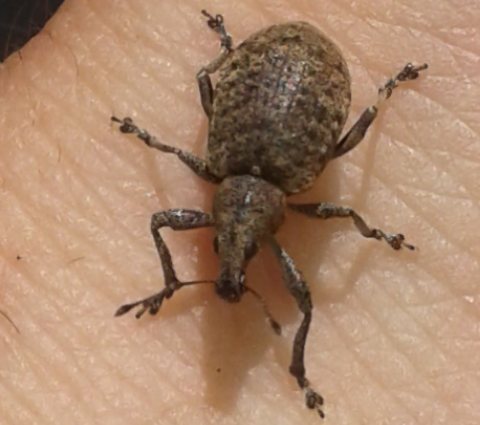 Curculionidae : Otiorhynchus?   No, Liophloeus ophthalmicus